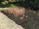 Ritsurin Garden in Takamatsu_Kagawa